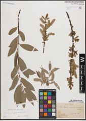 Foto von Salix caprea L. x Salix viminalis L.